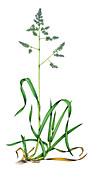 Cock's-foot grass (Dactylis glomerata), illustration