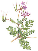 Common stork's-bill (Erodium cicutarium), illustration