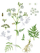 Cow parsley (Anthriscus sylvestris), illustration