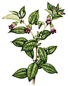 Deadly nightshade (Atropa belladonna), illustration