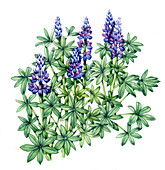 Nootka lupin (Lupinus nootkatensis), illustration