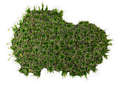 Heath star moss (Campylopus introflexus), illustration