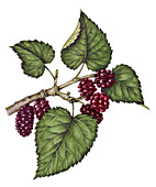 Mulberry (Morus nigra), illustration