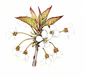 Wild cherry blossom (Prunus avium), illustration