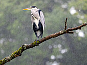 Grey heron in rain