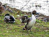 Northern pintail