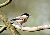 Willow tit