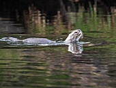 European otter