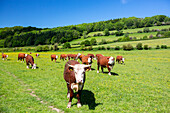 Herefordshire cattle