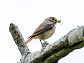 Female common redstart eating insect