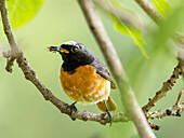 Male common redstart