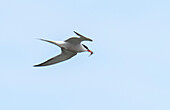 Arctic tern