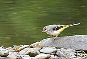 Young grey wagtail