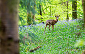 Roe deer