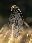 Dew on spiders web at dawn