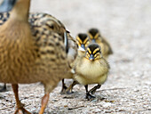 Female mallard with ducklings