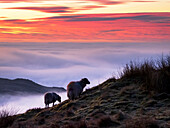 Sheep above misty valley