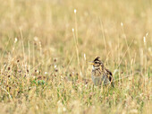 Eurasian skylark