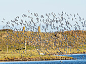 Flock of dunlin