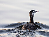 Juvenile great crested grebe