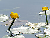 Water lily flowers