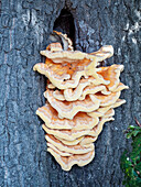 Chicken in the woods fungus