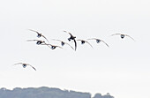 Brent geese