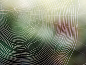 Morning dew on a spiders web