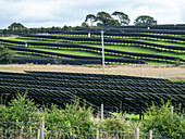 Solar farm