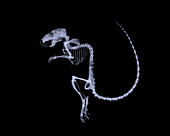 House mouse with deformed spine