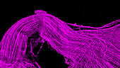 Rat optic nerve, light micrograph