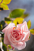 Tea rose (Rosa 'Eliza Freelander') flower