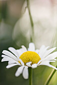 Shasta daisy (Leucanthemum x superbum)
