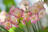 Freesia (Freesia corymbosa) flowers