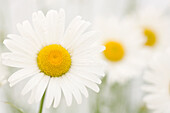 Shasta daisy (Leucanthemum x superbum) flowers