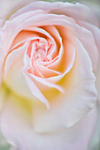 Rose (Rosa) flower