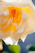 Tea Rose (Rosa 'Lady Hillingdon') flower