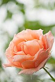 Climbing rose (Rosa 'Polka')