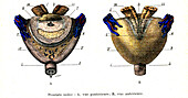 Prostate anatomy, illustration