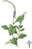 Blue porterweed (Stachytarpheta jamaicensis), illustration