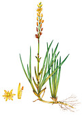 Bog asphodel (Narthecium ossifragum) flowers, illustration