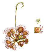 Round-leaved sundew (Drosera rotundifolia), illustration