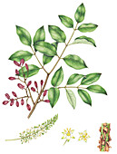 Gumbo-limbo (Bursera simaruba) tree foliage, illustration