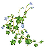 Hesperocodon hederaceus flowers, illustration