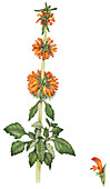 Klip dagga (Leonotis nepetifolia) flowers, illustration