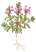 Common lousewort (Pedicularis sylvatica), illustration