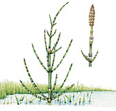 Equisetum palustre and strobilus cone, illustration