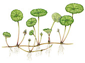 Marsh pennywort (Hydrocotyle vulgaris), illustration