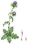 Milk thistle (Silybum marianum) flowers, illustration
