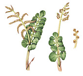 Moonwort (Botrychium lunaria) and seed, illustration